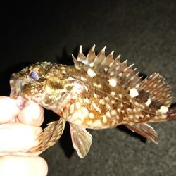 港内メバル＆ガシラ